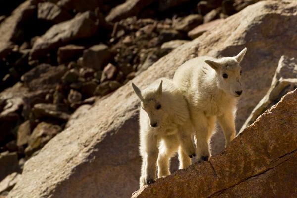 CO, Mt Evans Mountain goat kids playing on rock